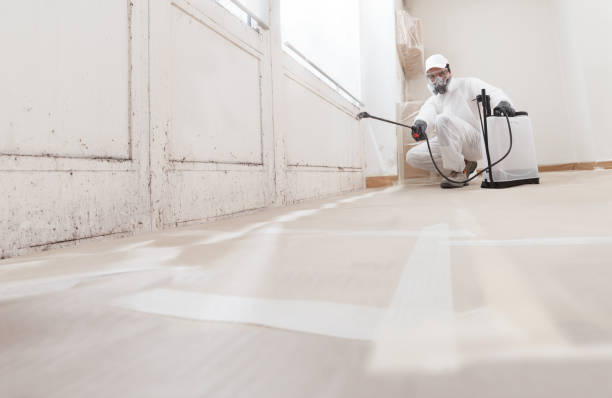 Black mold remediation team in Hillsborough