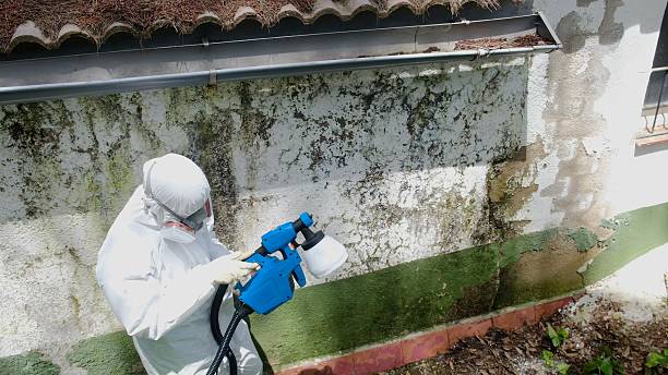 Mold Removal service in Hillsborough